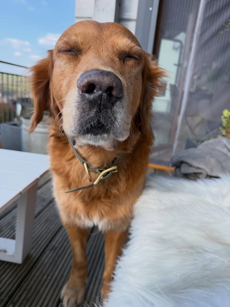 WarrenHalama's tweet photo. Sun worshippers on four paws

Hello, furry friends! A balcony, a little warmth, and the world is perfect. Have a wonderful day! https://t.co/k6xJdaVCIV