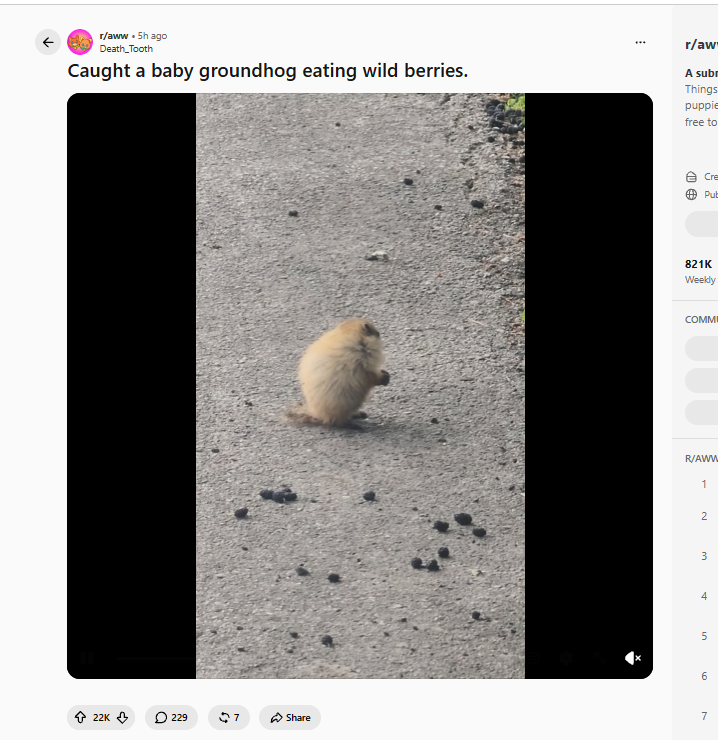 goodcoindeploy's tweet photo. This is kinda good and it has 24K upvotes in 5 HOURS??

This groundhog (people are calling him chuffy) is going CRAZY viral for being the fatest of the pack

Hes literally eating EVERY grape he sees and hes getting memed hella

People are saying "his greed will consume him" as he can almost not move

SO RELATEABLE FOR THE TRENCHES, Our greed will consume us if we get too greedy.

https://t.co/8uEEsd4E4j