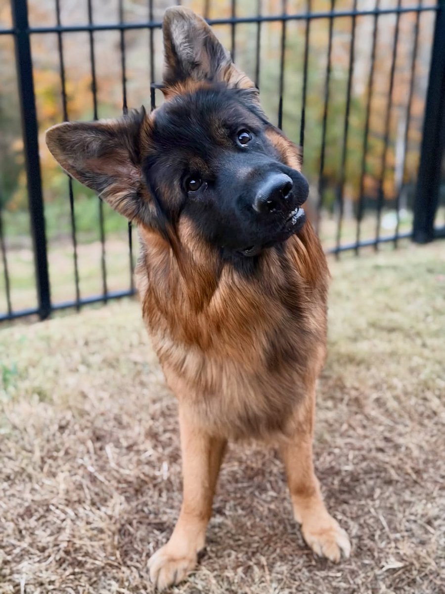 JamieFairc29036's tweet photo. Perfect shoot ❤️❤️
#ShepherdJoyful #GSDFriends #ShepherdGoals #TrainingDay #HerdingDogs #GermanShepherdusaloverrr https://t.co/vw24JKLWpx