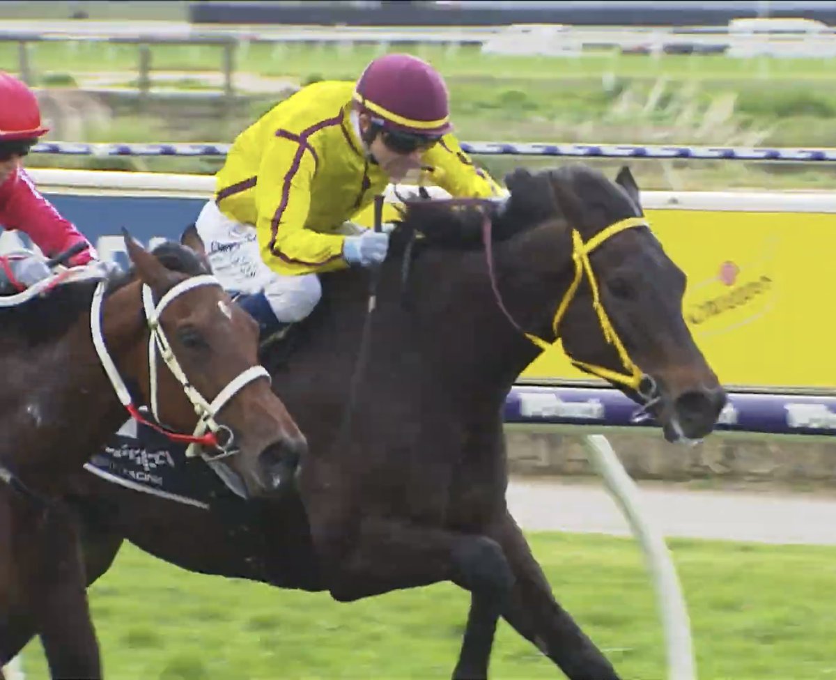 dklracing's tweet photo. By the barest of margins 0.01 seconds Guarantor collects his second win.  A consistent genuine type who keeps improving. Placed 7 from 12 starts.  Might be a midweek meeting but Winners are Grinners.  Thanks to Neville and team at Parnham Racing. 🍻 https://t.co/B9tcXAu9oD