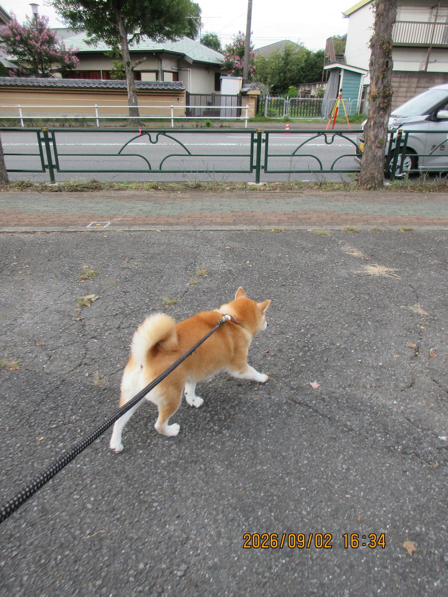 hiro70534949's tweet photo. 柴犬モコ
行くよ、真福寺向かいまで行って来ました。
途中、ネコちゃんに監視されてました。
#柴犬 https://t.co/GfEuiwmUxb
