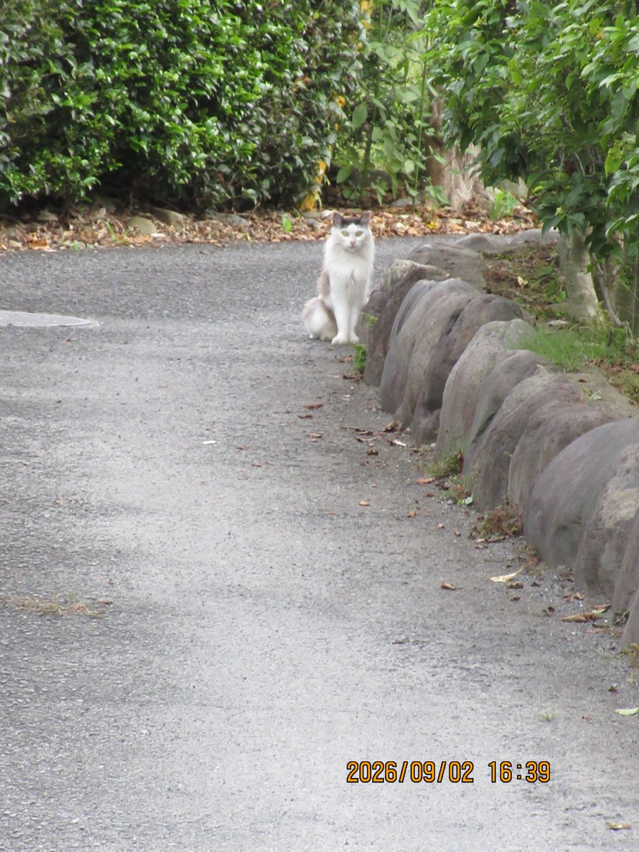hiro70534949's tweet photo. 柴犬モコ
行くよ、真福寺向かいまで行って来ました。
途中、ネコちゃんに監視されてました。
#柴犬 https://t.co/GfEuiwmUxb
