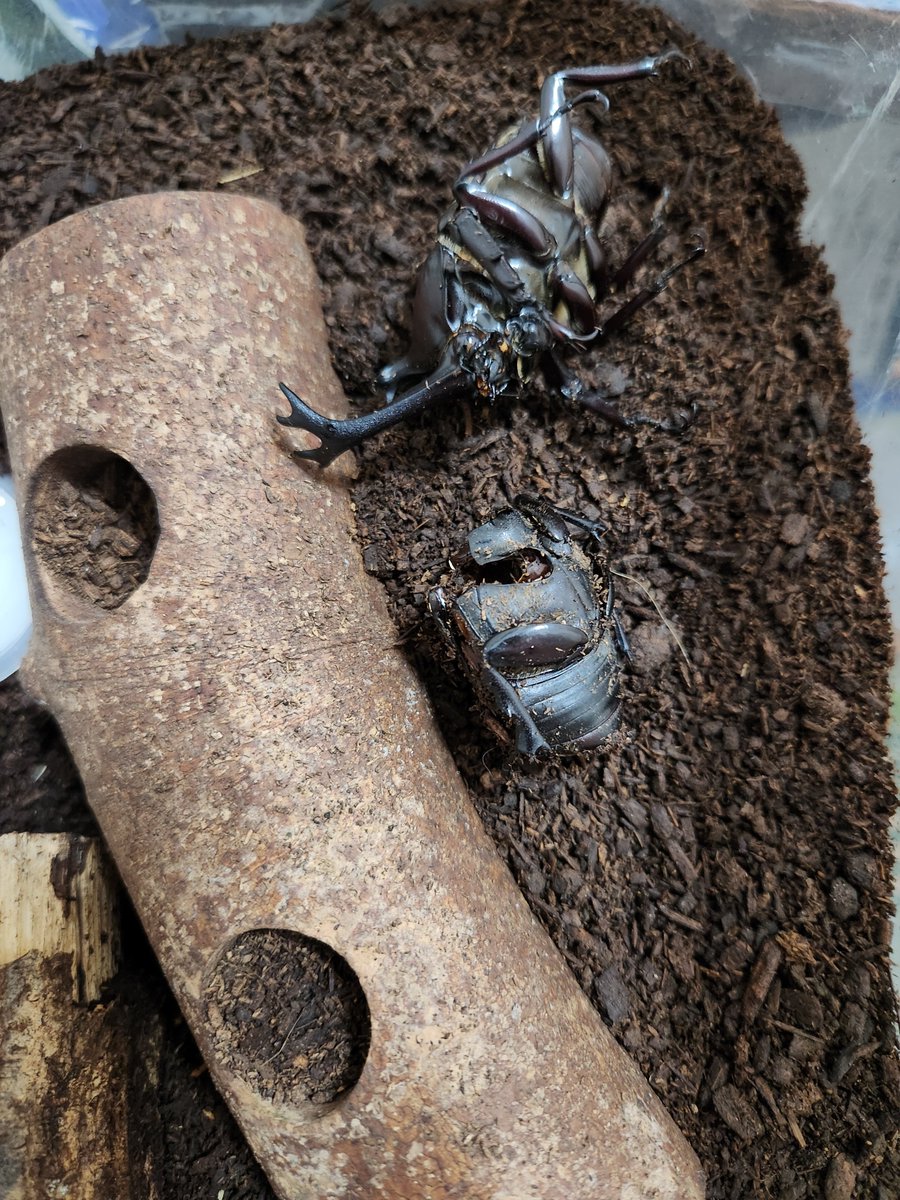falucon2020's tweet photo. カブトムシが２匹…
寿命か

ようやく暑さも終わりそうです https://t.co/ReGP2pUsEd