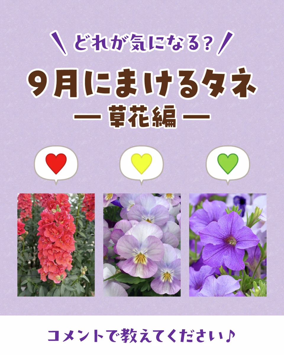 サカタのタネ_Seedfun.【公式】 в X: „🍂秋の気配が深まる9月は、春に