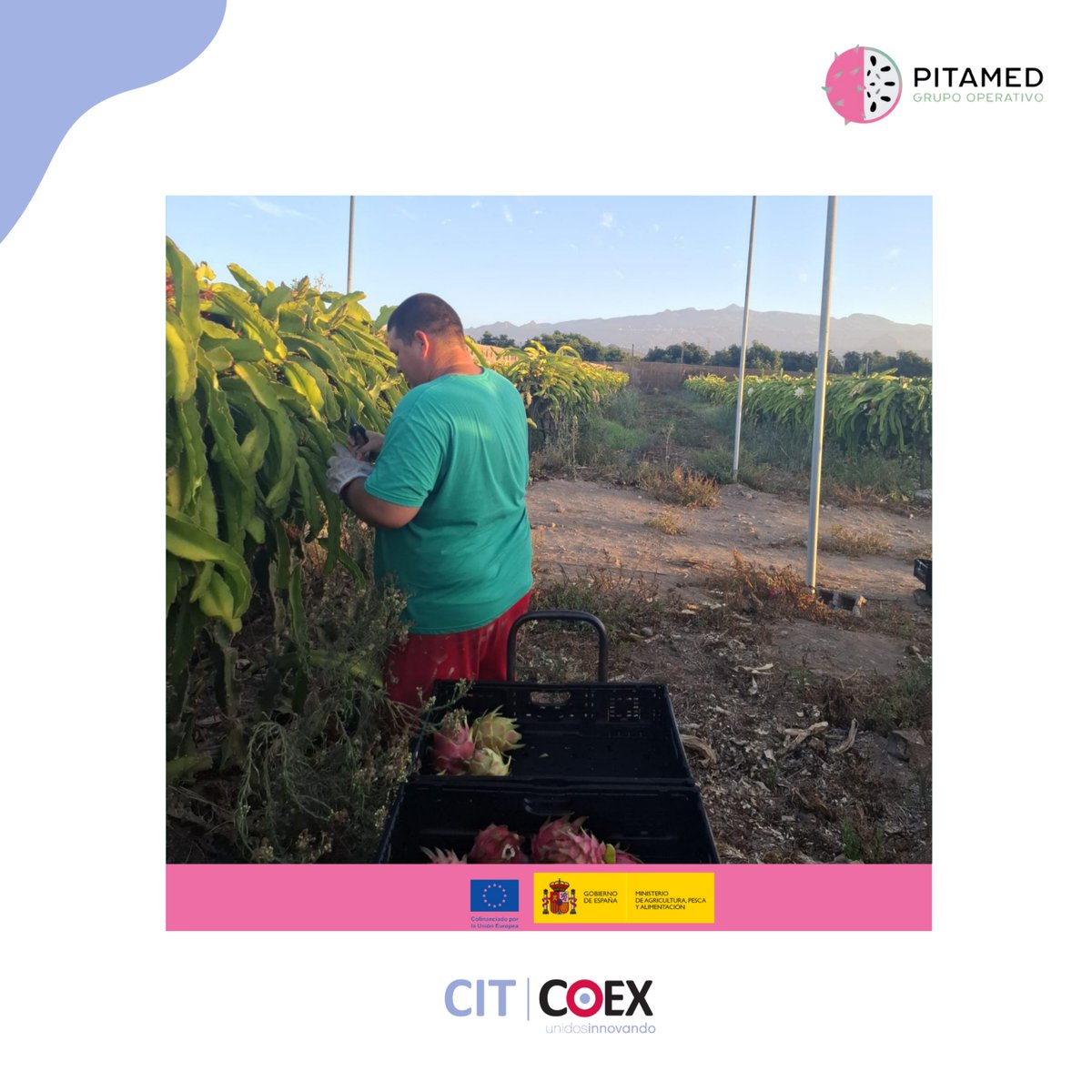 Gopitamed's tweet photo. 🌵🍈 ¡La campaña de pitaya sigue en Tenerife! Visitamos la finca de Enrique Camacho en Las Galletas en plena recolección.✂️☀️

Desde GO PITAMED trabajamos con los productores para generar conocimiento y avanzar hacia un cultivo más eficiente y sostenible.🌱 https://t.co/7pjY6YkNYT