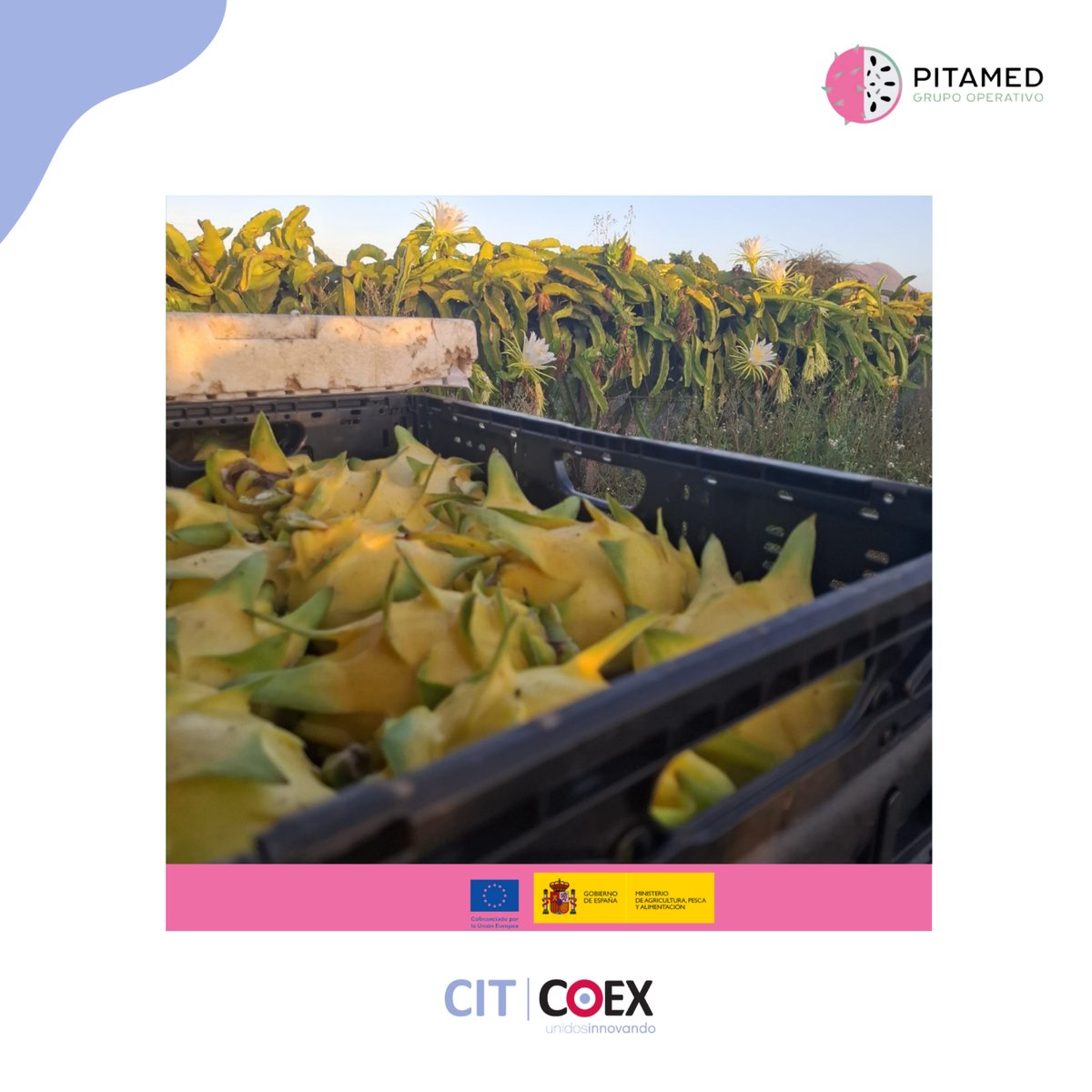 Gopitamed's tweet photo. 🌵🍈 ¡La campaña de pitaya sigue en Tenerife! Visitamos la finca de Enrique Camacho en Las Galletas en plena recolección.✂️☀️

Desde GO PITAMED trabajamos con los productores para generar conocimiento y avanzar hacia un cultivo más eficiente y sostenible.🌱 https://t.co/7pjY6YkNYT