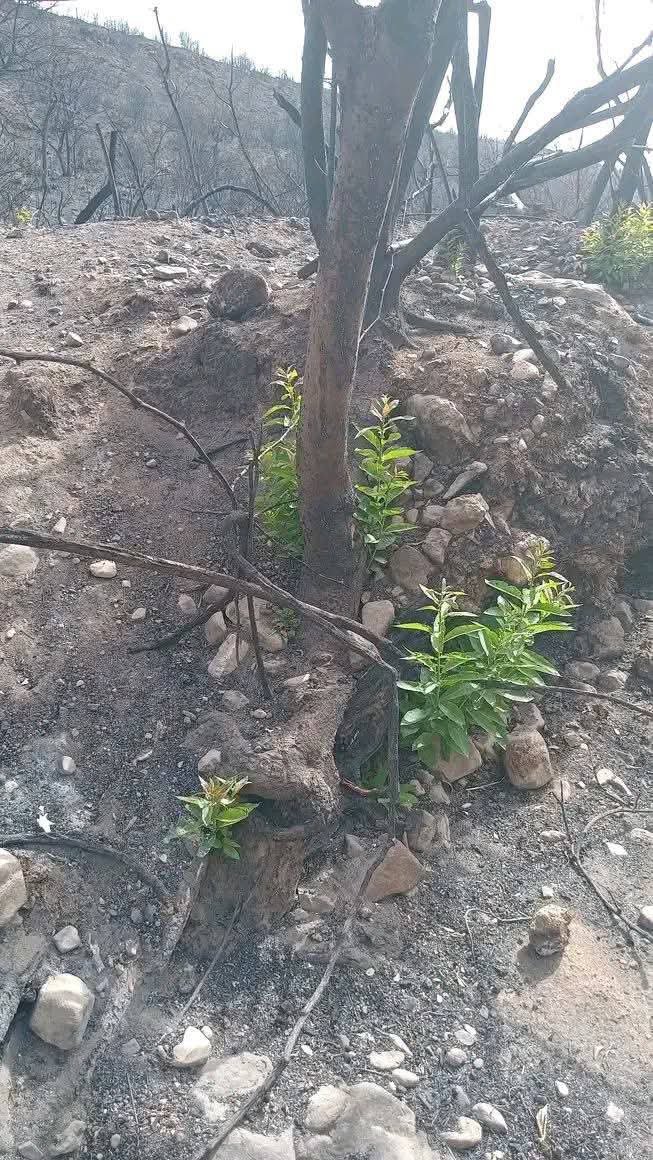 h533371's tweet photo. من بين النار والرماد..حياة! 🌱

���وَمِنْ آيَاتِهِ أَنَّكَ تَرَى الْأَرْضَ خَاشِعَةً فَإِذَا أَنزَلْنَا عَلَيْهَا الْمَاءَ اهْتَزَّتْ وَرَبَتْ إِنَّ الَّذِي أَحْيَاهَا لَمُحْيِي الْمَوْتَىٰ ۚ إِنَّهُ عَلَىٰ كُلِّ شَيْءٍ قَدِيرٌ﴾ فصلت💚

خاشعة بمعنى يابسة، ذابلة، لا نبات فيها.!! https://t.co/fVyiMroTgk