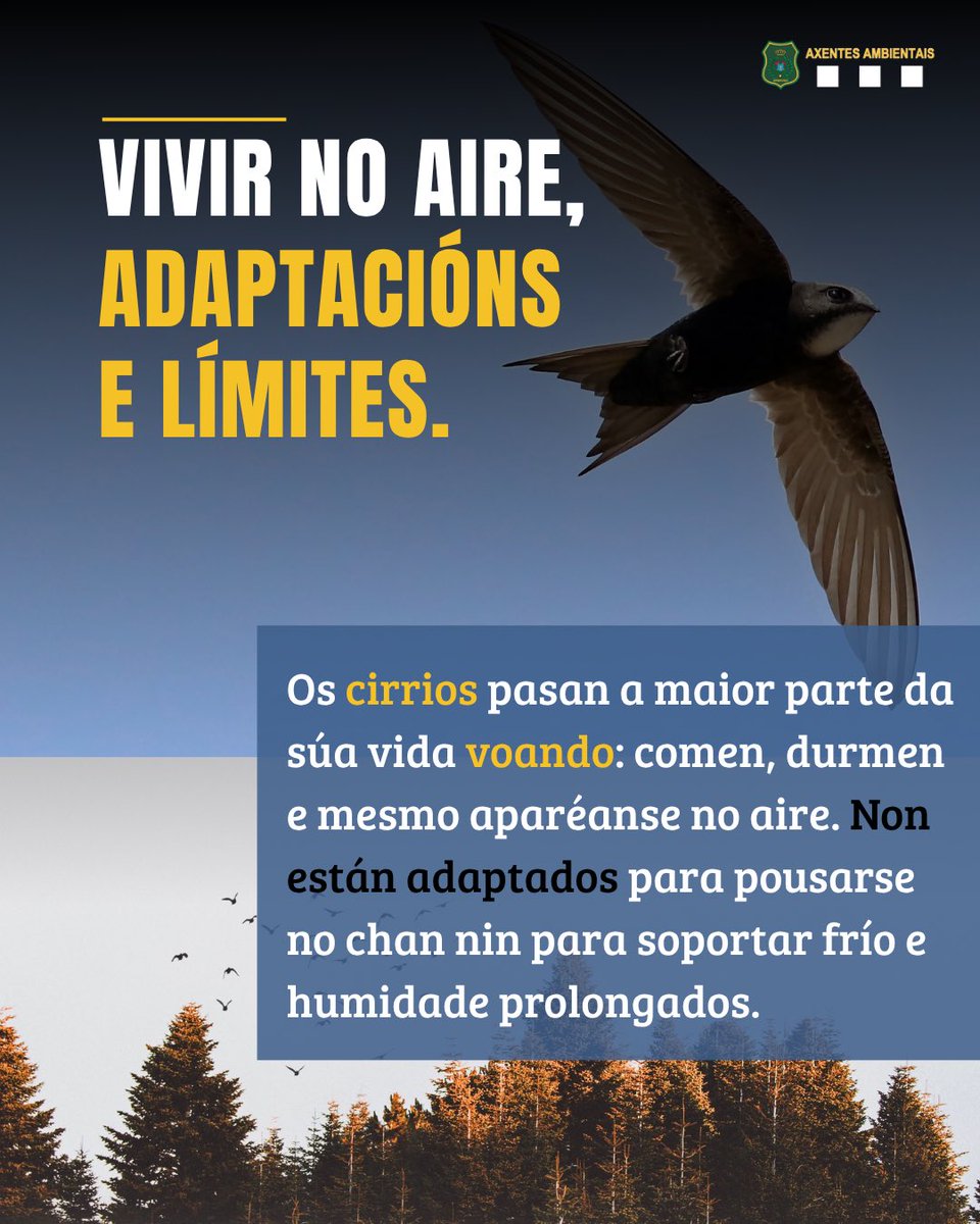 APRAFOGA's tweet photo. As #treboadas atípicas de agosto en #Galicia afectaron aos cirrios, #aves que pasan a maior parte da súa vida voando e non soportan moi ben o frío ou a humidade. Ante esta situación, #axentesambientais despregaron operativos de rescate nas zonas afectadas. https://t.co/c5DuCdtyO1