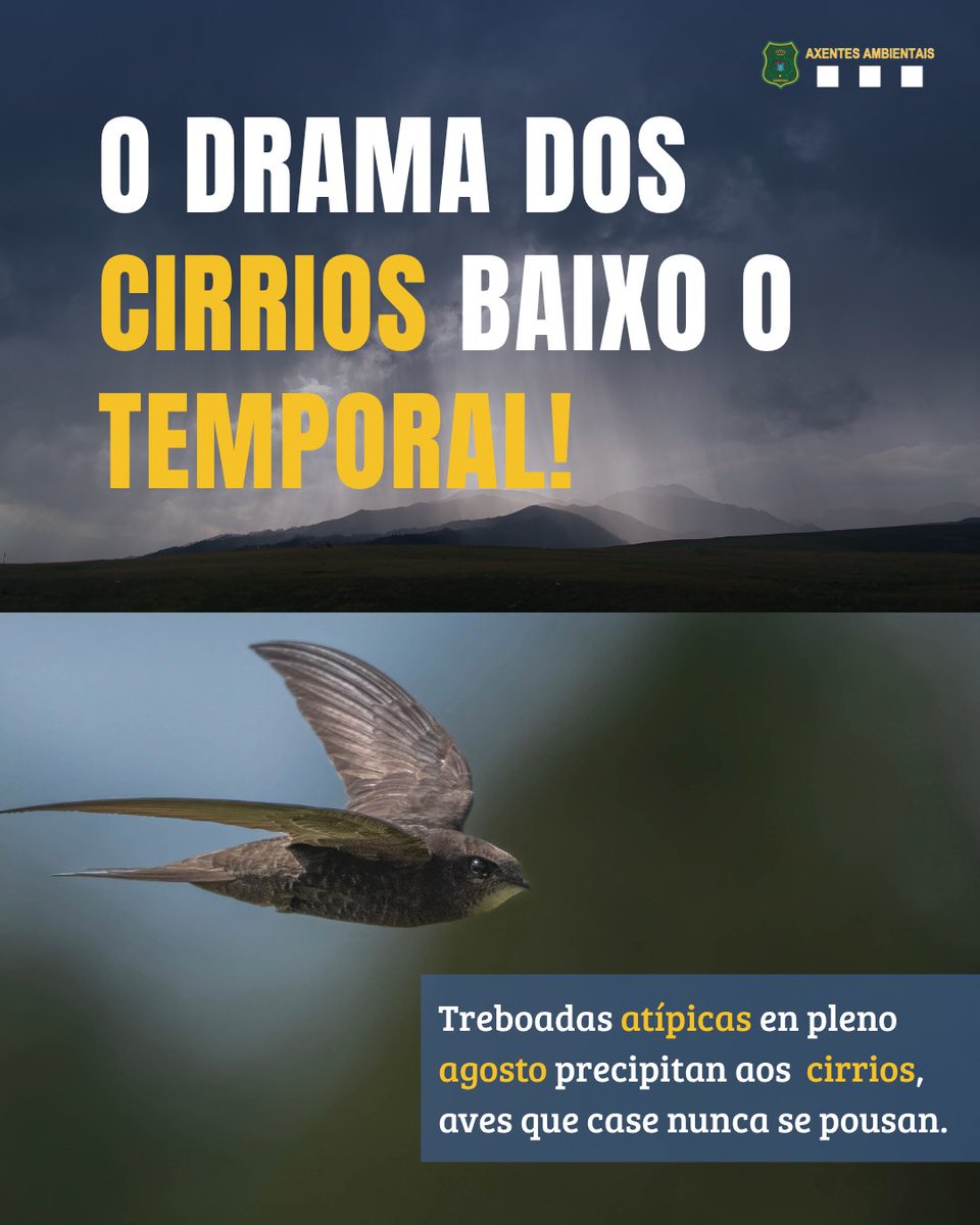 APRAFOGA's tweet photo. As #treboadas atípicas de agosto en #Galicia afectaron aos cirrios, #aves que pasan a maior parte da súa vida voando e non soportan moi ben o frío ou a humidade. Ante esta situación, #axentesambientais despregaron operativos de rescate nas zonas afectadas. https://t.co/c5DuCdtyO1