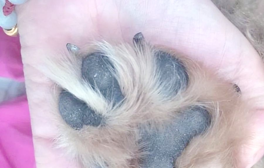 kavin_singla's tweet photo. My fluffy puppy grew 2 inches in 2 weeks—watching his tiny paws turn into big paws makes every late-night feed and early walk totally worth it https://t.co/XzqpW9GeYA