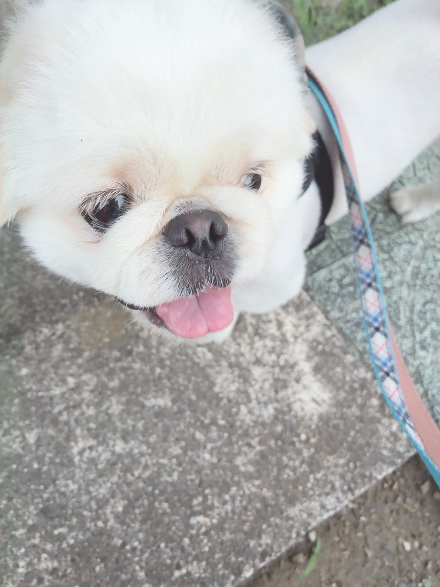butiito's tweet photo. お母さん！
ベランダでかんさつ より さんぽ いこうよ

やっぱり さんぽ いいね！

#ペキニーズ 
#きょうのいとくん https://t.co/Araa66ydCf