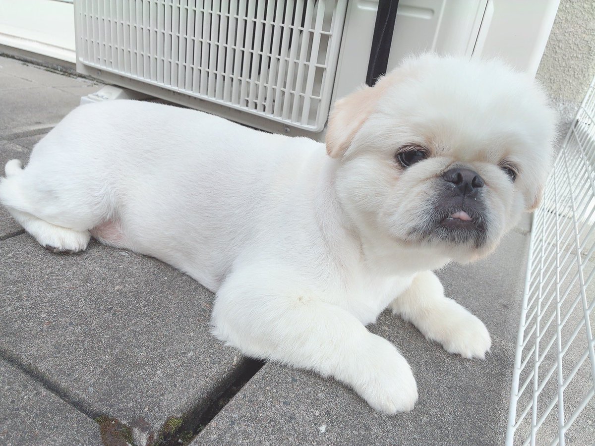 butiito's tweet photo. お母さん！
ベランダでかんさつ より さんぽ いこうよ

やっぱり さんぽ いいね！

#ペキニーズ 
#きょうのいとくん https://t.co/Araa66ydCf