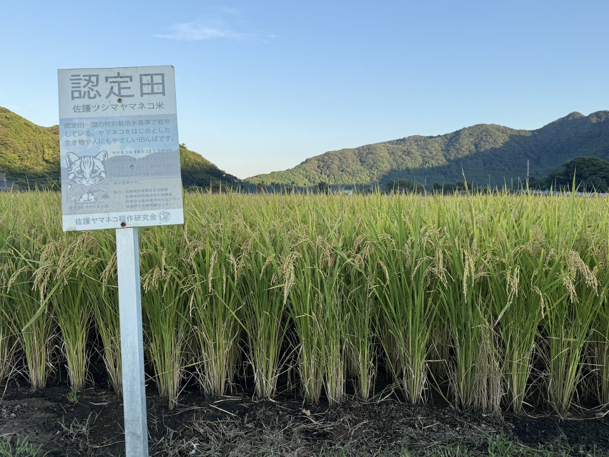 yamanekomai's tweet photo. ヤマネコ米の収穫が始まりました🌾🍚
佐護地区では稲刈りが始まっています。田んぼには稲刈り後のいい香りがたちこめています☺️4枚目の手前に植えられているのは「対州そば」です🥢
朝晩は25度くらいで過ごしやすくなってきました🐾
#今日の田んぼ
#ツシマヤマネコ米
#ヤマネコ米 https://t.co/SNNWdGki8J