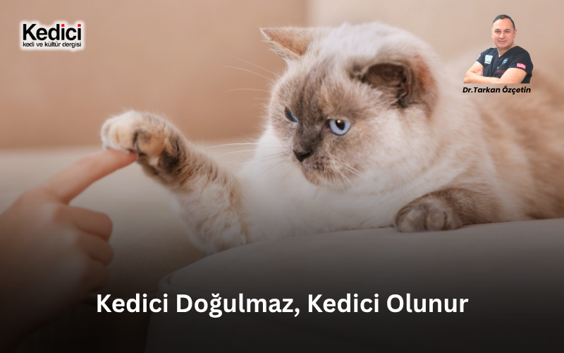 kedicidergisi's tweet photo. Otuz yılı aşkın süredir kedileri muayene ediyor, hastalıklarını tedavi ediyor, doğumlarına, iyileşmelerine ve ne yazık ki bazen vedalarına tanıklık ediyorum. Ancak bütün bu yıllar boyunca yalnızca kedileri gözlemlemedim. Onlarla birlikte yaşayan insanları da tanıdım.

Kaygıyla muayene masasının başında bekleyenleri, kedisinin en küçük davranış değişikliğini fark edenleri, gecenin bir yarısı “Hocam, bugün su kabına gitmedi” diye arayanları gördüm. Tedavi masraflarını karşılayabilmek için kendi ihtiyaçlarından vazgeçenleri, sokakta bulduğu bir kediyi kurtarmak için şehir değiştirenleri, yıllardır baktığı kedisini kaybettiğinde bir aile ferdini yitirmiş gibi yas tutanları tanıdım.

Bu insanlar için kullanılan yaygın bir tanım var: “Kedici”

Peki kimdir kediciler

Yalnızca evinde kedi besleyen kişi midir? Sosyal medyada sürekli kedi fotoğrafı paylaşan, çantasında mama taşıyan ya da sokakta gördüğü her kedinin başını okşayan insan mıdır?

Bence bunların hiçbiri tek başına yeterli değildir.

Kedici, yalnızca kedisi olan kişi değildir. Kedilerin dünyasını anlamaya çalışan insandır.

Çünkü kedilerle yaşamak, başka hiçbir hayvanla kurulan ilişkiye tam olarak benzemez. Kediler size itaat etmek için yaşamaz. Çağırdığınızda gelmek, istediğiniz zaman sevilmek ya da sizin belirlediğiniz kurallara koşulsuz biçimde uymak zorunda hissetmez. Onun sevgisi emredilerek alınamaz. Güveni satın alınamaz. Yakınlığı zorlanamaz.

Kedilerin dünyasına girmek istiyorsanız önce beklemeyi öğrenmeniz gerekir.

Onun ne zaman yaklaşacağına, ne kadar yakınlaşacağına ve ne zaman uzaklaşacağına saygı göstermelisiniz. Kediyle kurulan gerçek ilişki, bir sahiplikten çok karşılıklı kabule, anlayışa ve saygıya dayanır. Belki de kedicileri diğerlerinden ayıran en önemli özellik budur: 

Sevgiyi sahiplenmekle ve kontrol etmekle karıştırmamaları.

İngilizce bilimsel literatürde “cat people” olarak tanımlanan insanlar üzerine yapılmış çeşitli araştırmalar bulunuyor. Samuel Gosling ve arkadaşlarının 4.565 kişiyle gerçekleştirdiği çalışmada, kendisini “kedi insanı” olarak tanımlayanların köpek insanlarına kıyasla yeni fikirlere ve farklı deneyimlere daha açık, daha bağımsız; fakat ortalamada daha içe dönük bir profil gösterdiği bildiriliyor.

Bu sonuçları değişmez kişilik kuralları gibi yorumlamak doğru olmaz. Her kedici içe dönük olmadığı gibi, her köpek insanı da dışa dönük değildir. İnsan karakterini tek bir hayvan tercihiyle açıklamaya çalışmak bilimsellikten çok magazin üretir. Ancak araştırmanın işaret ettiği önemli bir gerçek var: İnsanların yakınlık kurdukları hayvanlarla kendi yaşam biçimleri arasında çoğu zaman bir uyum bulunuyor.

Köpekler, insanlarla daha açık ve görünür bir sosyal ilişki kurar. Kediler ise daha incelikli, daha sessiz ve daha fazla gözlem gerektiren bir iletişim biçimine sahiptir. Kediyi anlayabilmek için sabırlı olmak gerekir.

Kuyruğunun küçük bir hareketini, göz bebeklerindeki değişimi, bıyıklarının yönünü, sırt kaslarındaki gerilimi, su içme alışkanlığındaki azalmayı ya da yalnızca birkaç saat önce seçtiği uyuma yerinin değişmesini fark etmek gerekir.

Kediciler zamanla bu dili öğrenir.

Ben yıllardır hasta yakınlarına aynı şeyi söylüyorum: Kediler çoğu zaman hastalıklarını bağırarak anlatmazlar. Onlar hastalıklarını saklamaya eğilimlidir. Bu nedenle erken tanının ilk adımı her zaman laboratuvar cihazı değildir. Bazen ilk ve en değerli erken uyarı sistemi, kedisini gerçekten gözlemleyen insandır.

“Kedim bugün biraz farklı” cümlesi, deneyimli bir veteriner hekimin asla küçümsememesi gereken bir cümledir. Çünkü gerçek bir kedici, kedisinin normalini bilir.

Bilim, insanın kişiliğinin kedinin yaşamını doğrudan etkileyebildiğini de gösteriyor. Lauren Finka ve arkadaşlarının araştırması, sahibin kişilik özellikleri ile kedinin bakım biçimi, davranışları, kilo durumu ve genel refahı arasında ilişkiler bulunduğunu ortaya koydu. Başka bir ifadeyle insan yalnızca kedisini seçmiyor; kendi karakterini, kaygılarını, alışkanlıklarını ve ilişki kurma biçimini de kedinin hayatına taşıyor.

Bu nokta son derece önemli.

Çünkü kedisini çok sevmek, ona her zaman doğru baktığımız anlamına gelmez.

Aşırı korumacılık, kedinin çevresini gereksiz biçimde kısıtlayabilir. Sürekli temas kurma isteği, kedinin kişisel alanını ihlal edebilir. Sevgiyi devamlı mama ve ödülle göstermek obeziteye yol açabilir. Kediyi küçük bir insan gibi giydirmek, taşımak ve davranmaya zorlamak ise onun gerçek ihtiyaçlarını görünmez hale getirebilir.
Kediyi aileden saymak çok değerlidir; fakat onu insanlaştırmak, kediliğini elinden almak anlamına gelebilir.

Kedi bizim çocuğumuz, arkadaşımız ve aile ferdimiz olabilir. Ancak her şeyden önce kedidir. Kendine özgü fizyolojisi, davranışları, avlanma dürtüsü, çevresel ihtiyaçları ve sınırları vardır. Onu gerçekten seviyorsak, bizden beklediğimiz gibi davranmasını değil, kendi doğasına uygun yaşayabilmesini sağlamalıyız.

Uzun yıllar boyunca kedilerin insana yalnızca mama ve güvenli bir barınak için yaklaştığı ileri sürüldü. Onların mesafeli, çıkarcı ve insanla gerçek bir bağ kuramayan hayvanlar olduğu söylendi. Bugün bilimsel araştırmalar bu eski ve kolaycı yargıyı önemli ölçüde çürütüyor.

Oregon State University’de yapılan bir araştırmada kedilerin insanlarla belirgin güvenli ve güvensiz bağlanma örüntüleri geliştirebildiği gösterildi. Yavru kedilerin yaklaşık yüzde 64’ü bakıcılarıyla güvenli bağlanma davranışı sergiledi; yetişkin kedilerde de benzer sonuçlar görüldü.

Bu bulgular, biz kedicilerin yıllardır bildiği bir gerçeği bilimsel olarak doğruluyor: Kediler de bağlanır. Özler. Güvenir. Ayrılıktan etkilenir. İnsanlarını birbirinden ayırt eder ve onlarla kendilerine özgü ilişkiler kurarlar.
Fakat bunu köpekler gibi göstermedikleri için uzun süre yanlış anlaşıldılar.

Kedinin sevgisi çoğu zaman görünür değildir. Aynı odada sizinle birlikte uyuması, sırtını dönerek yanınıza uzanması, yavaşça gözlerini kapatması, ev içinde sizi sessizce izlemesi ya da hasta olduğunuzda yakınınızdan ayrılmaması onun ilişki dilinin parçalarıdır. Kediciler, sevginin yalnızca kucağa gelmekten ve sürekli temas kurmaktan ibaret olmadığını bilir.

Bugün bu ilişkinin çok büyük bir ekonomik karşılığı da bulunuyor. Avrupa’da yaşayan evcil kedilerin sayısı 111 milyona ulaşmış durumda ve artık kıtadaki köpek sayısından daha fazla kedi bulunuyor. Yaklaşık 140 milyon Avrupa hanesi en az bir evcil hayvanla yaşıyor. Avrupa pet maması ekonomisinin yıllık büyüklüğü ise 29,4 milyar avro düzeyinde.

Türkiye’de de kedi mamaları, veteriner sağlık hizmetleri, kum, bakım ürünleri, takviyeler, oyuncaklar, taşıma ekipmanları ve teknolojik ürünlerden oluşan giderek büyüyen bir ekonomi var. Özellikle internet satışı, işlevsel beslenme ürünleri ve kedilere özel geliştirilen sağlık çözümleri hızla artıyor.

Bunlar önemli gelişmeler. Ancak ekonomik büyüklük ile hayvan refahını birbirine karıştırmamak gerekir.
Kedi ekonomisinin büyümesi, kedilerin mutlaka daha iyi yaşadığı anlamına gelmez.

Bir insan kedisine çok para harcayabilir ama onu hiç anlamayabilir. En pahalı mamayı alabilir fakat kedisinin yeterince su içmediğini fark etmeyebilir. Evini teknolojik cihazlarla doldurabilir ama kedinin kronik stres altında yaşadığını göremeyebilir. Onlarca oyuncak satın alabilir fakat onunla günde on dakika bile gerçekten oyun oynamayabilir.

Sektörün de kendisine dürüstçe sorması gereken soru şudur: Ürettiğimiz her ürün gerçekten kedilerin ihtiyaçlarına cevap veriyor mu, yoksa insanın suçluluk duygusunu ve tüketme arzusunu mu besliyor?

Kedinin fotoğrafta güzel görünmesi ile iyi yaşaması aynı şey değildir. Sosyal medyada sevimli görünmesiyle sağlıklı olması da aynı şey değildir. Gerçek kedi refahı; doğru beslenme, düzenli veteriner hekim kontrolü, temiz suya erişim, güvenli yaşam alanı, çevresel zenginleştirme, oyun, dinlenme, saklanma imkanı ve kedinin bireysel sınırlarına saygı gösterilmesiyle mümkündür.

Kedici olmak bir tüketim kimliği değil, bir sorumluluk biçimidir.

Üstelik bu sorumluluk evimizin kapısında sona ermez. Sokakta yaşayan kedileri beslemek değerlidir; ancak yalnızca önlerine mama koymak yeterli değildir. Kontrolsüz ve düzensiz besleme, kısırlaştırma ve koruyucu sağlık çalışmalarıyla desteklenmediğinde yeni sorunlar doğurabilir. Gerçek kedicilik; beslemeyi, tedaviyi, kısırlaştırmayı, çevre sağlığını ve toplumsal sorumluluğu birlikte düşünmeyi gerektirir.

Ben, otuz yılı aşkın veteriner hekimlik hayatım boyunca şunu çok açık gördüm: Kediyle yaşayan insan zamanla değişir.

Daha dikkatli bakmayı öğrenir. Sessizliği dinlemeyi öğrenir. Her yakınlığın fiziksel temas gerektirmediğini, sevginin bazen yalnızca aynı odada huzurla bulunabilmek olduğunu anlar. Bir canlının güvenini kazanmanın, ona hükmetmekten çok daha değerli olduğunu fark eder.

Sabretmeyi öğrenir.

Kaybetmeyi de…

Çünkü bir kediyle kurulan gerçek bağ, insanı yalnızca mutlu etmez. Ona sorumluluğu, şefkati ve vedayı da öğretir. Bir kedinin ömrü insan hayatına göre çok kısadır; fakat o kısa zaman içinde insanın karakterinde bıraktığı iz çoğu zaman ömür boyu kalır.

İşte tam da bu nedenle bana göre kedici doğulmaz.

Kedici olunur.

Bir kedinin güvenini kazandıkça, onun sessiz dilini öğrendikçe, sevgisini sahiplik sanmaktan vazgeçtikçe olunur. Kediyle aynı evi değil, aynı hayatı paylaşmaya başladığınız gün dönüşüm de başlar.

Bazen insanlar kedisini değiştirdiğini düşünür.

Oysa çoğu zaman değişen kendisidir.

Dr. Tarkan Özçetin
 Veteriner Hekim

Kaynaklar
Gosling, S. D., Sandy, C. J. ve Potter, J. (2010). Personalities of Self-Identified “Dog People” and “Cat People”. Anthrozoös, 23(3), 213–222.
Finka, L. R., Ward, J., Farnworth, M. J. ve Mills, D. S. (2019). Owner Personality and the Wellbeing of Their Cats Share Parallels with the Parent–Child Relationship. PLOS ONE, 14(2), e0211862.
Vitale, K. R., Behnke, A. C. ve Udell, M. A. R. (2019). Attachment Bonds Between Domestic Cats and Humans. Current Biology, 29(18), R864–R865.
Bouma, E. M. C. ve diğerleri (2022). Family Member, Best Friend, Child or “Just” a Pet: Owners’ Relationship Perceptions and Consequences for Their Cats. International Journal of Environmental Research and Public Health, 19(1), 193.
FEDIAF (2026). European Pet Population and Market Data 2024.

https://t.co/D7ZIygTYi3