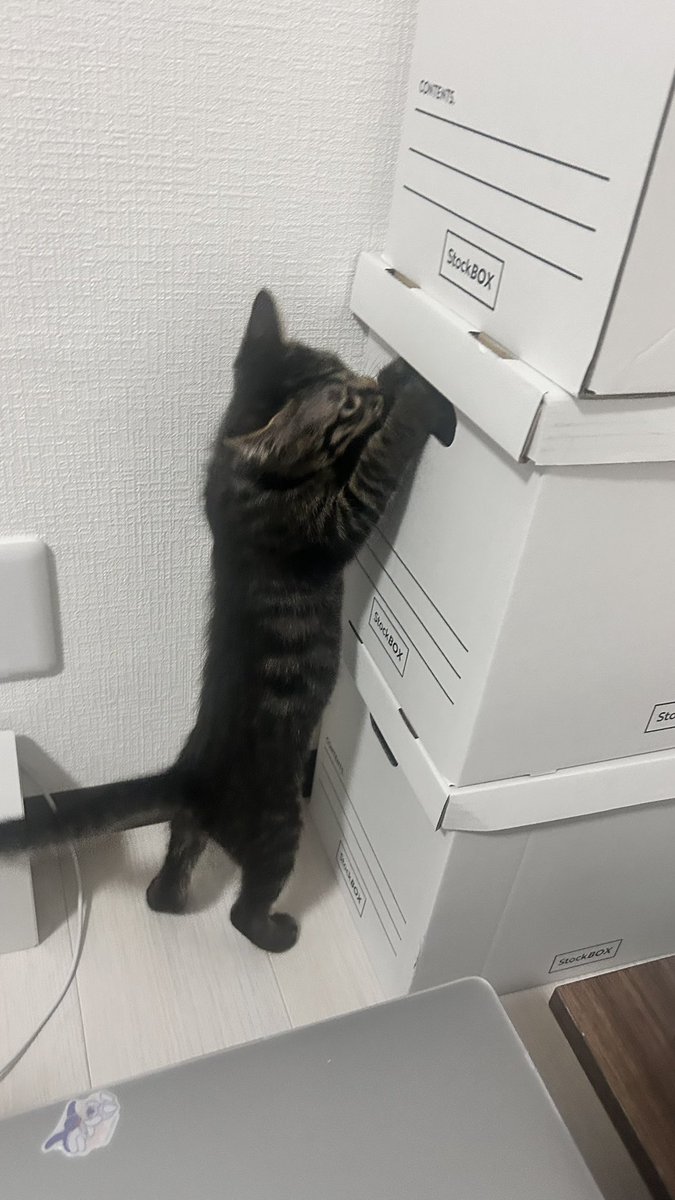 luvld1's tweet photo. ダンボール素材のものは何でも大好きだね😭 https://t.co/9il1YHmKVE