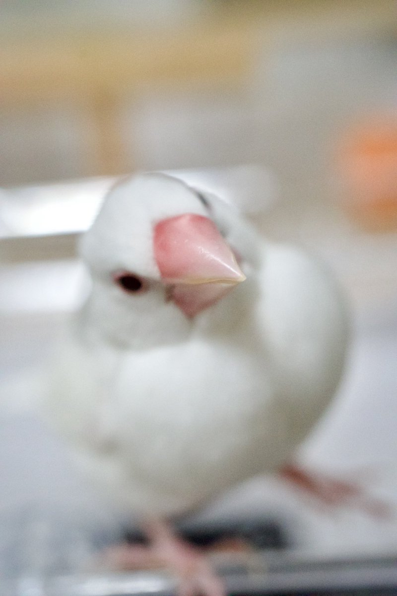 buncho0321's tweet photo. この写真、
惜しくもピンボケしてしまったけれど、
ボケてても可愛いよね？🥺

#白文鳥 https://t.co/RBZ8ADLKt9