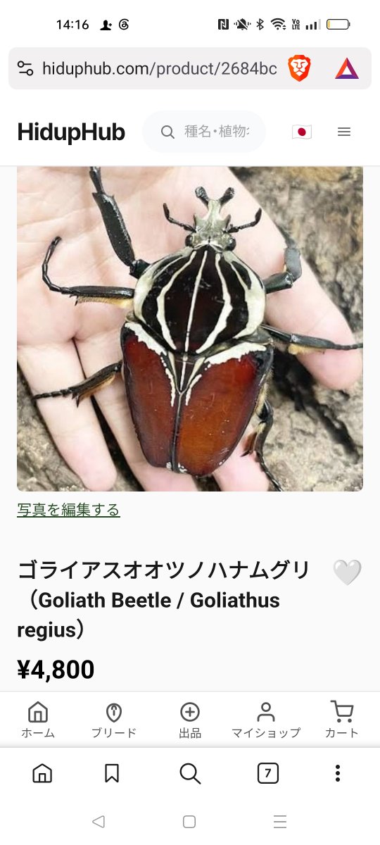Hiduphub's tweet photo. Kodjo Kaya Batoma様よりゴライアスオオツノハナムグリ（Goliath Beetle / Goliathus regius）が出品されました！

#ハナムグリ #ゴライアスオオツノハナムグリ https://t.co/XKOPUFlw8b