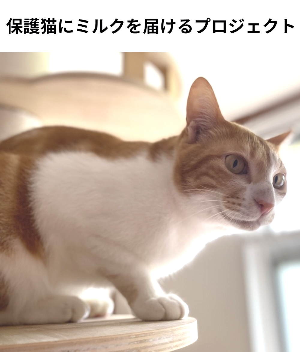 shu_ota2's tweet photo. 🆘#拡散希望🆘
【保護猫にミルクを届けるプロジェクト】のクラファンへの御協力お願いします🙇‍♂️
↓
https://t.co/NicInk5i5X

残り20日で、達成率14%(残り12万9千円)と、厳しい状況です！
達成率が100%に達しないと支援金を受取る事が出来ません。

何卒、ご支援宜しくお願い致します🙇‍♂️ https://t.co/w6g4wZNBGV