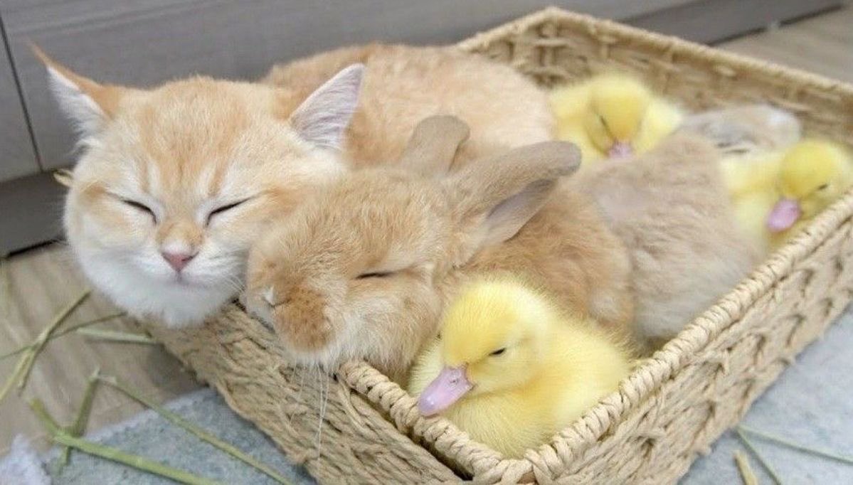 flutterbunbun's tweet photo. https://t.co/owIblaKoZc