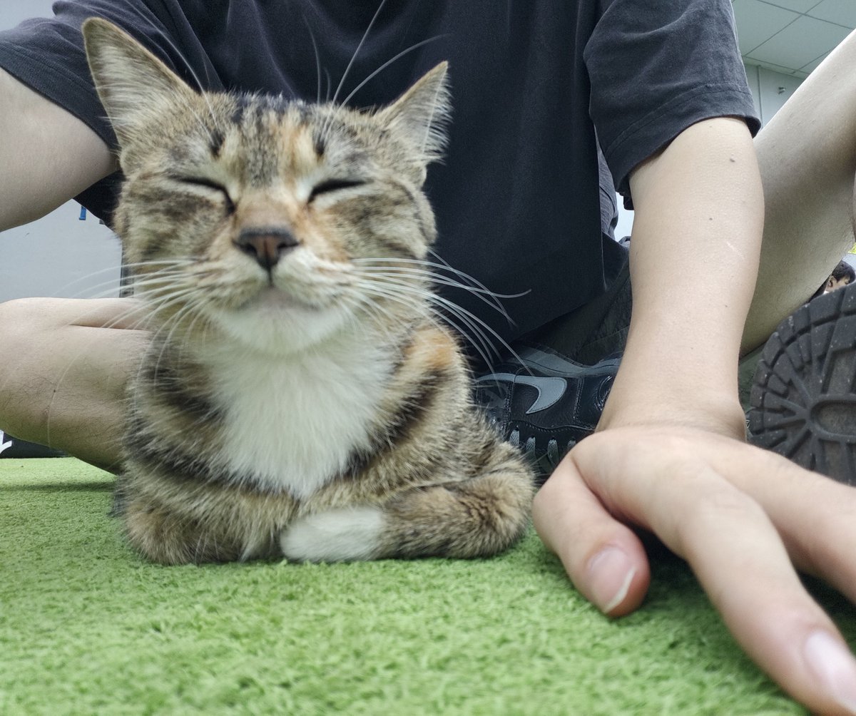 Kurokoee's tweet photo. 热身的时候突然有只🐱🐱就凑过来了，被迫切换善良人格😌 https://t.co/s3T6kwu9SI