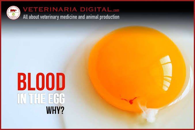 cover365's tweet photo. @DrVikrantthakur Sare veg ye anukindam....konni sarlu egg lo blood vessel enduku vosthai ? Adi sauce ani matram chepaku 

Musti telivithetalu vaadakandi https://t.co/gtABemJcl8