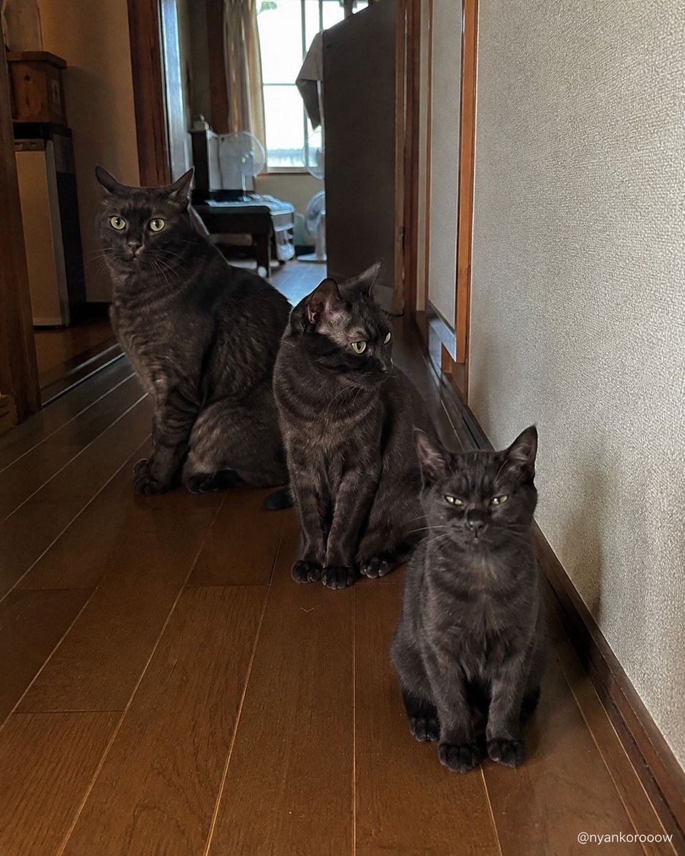 にゃん太郎｜猫画像｜Funny Cats على X: 