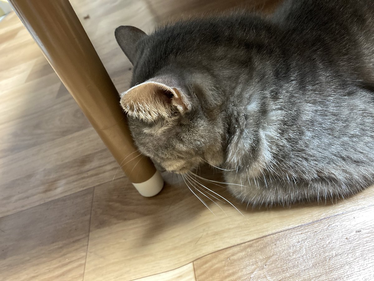 Tora_v_game's tweet photo. ウチのお猫様が限界社畜みたいに寝てらァ https://t.co/QdZbHEBsYY