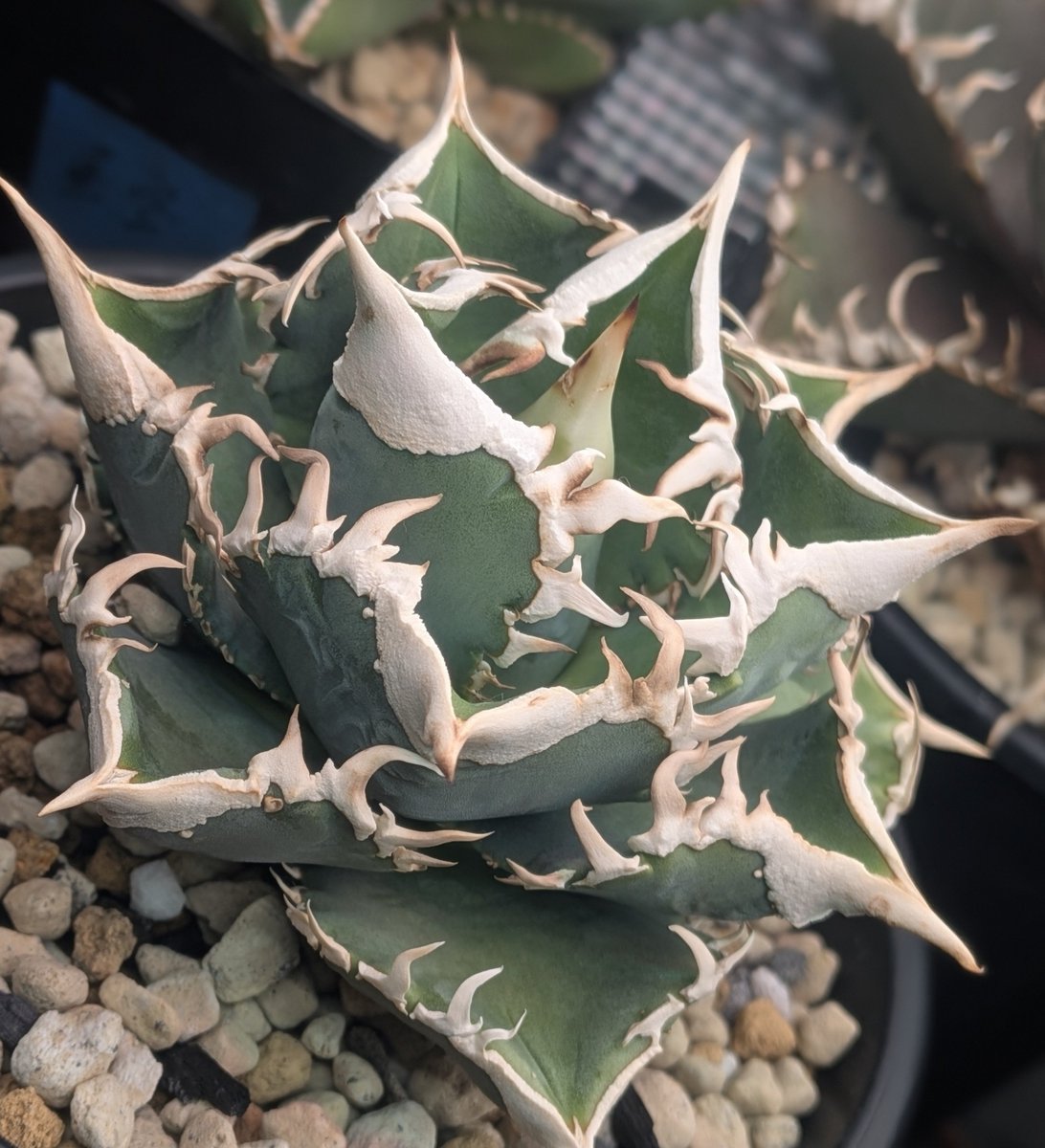 T_plants007's tweet photo. 白毫刺
子株が吹き過ぎた為、植替実施💦
子株5 核3箇所😰成長遅い筈や〜🥵
ココだけの話、金蝉王はもっと子株凄かった💦💦 https://t.co/6ZQG257Gpw