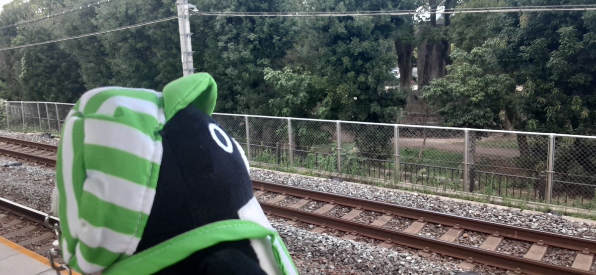 TokyoGreatauk's tweet photo. 🐧「セミが鳴いてる、夏だペンね〜」 https://t.co/BpHD07FOVf