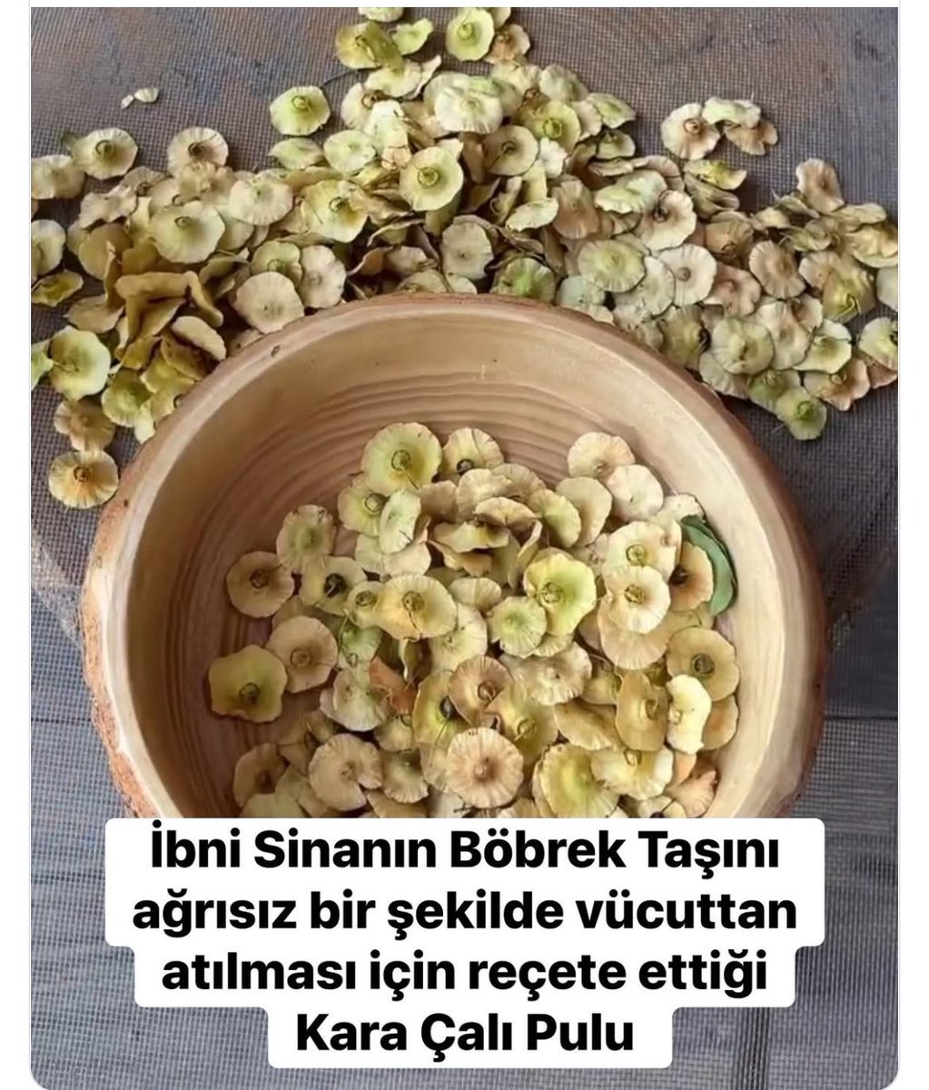 Recepsamuncu1's tweet photo. İbni Sinanın böbrek taşını ağrısız bir şekilde vücuttan atılması için reçete ettiği Kara Çalı Pulu 

Kara çalı pulu, böbrek taşı oluşumunu önlemeye yardımcı olmasının yanı sıra vücuttaki ödemin atılmasını destekler ve bağışıklık sistemini güçlendirici etkisiyle bilinir. https://t.co/bS45XuEMsS