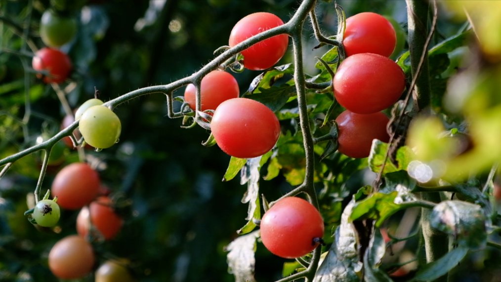 azeem_rehman's tweet photo. Freshly picked organic cherry tomatoes and basil now in stock! Perfect for summer salads and pasta nights. Grab yours at the local farmers’ market this weekend. https://t.co/q0SWMj9PPI