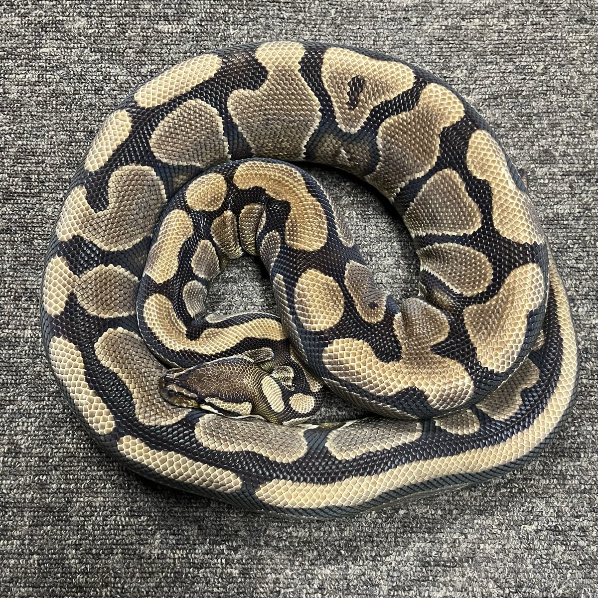 Ballpython_JP tweet picture