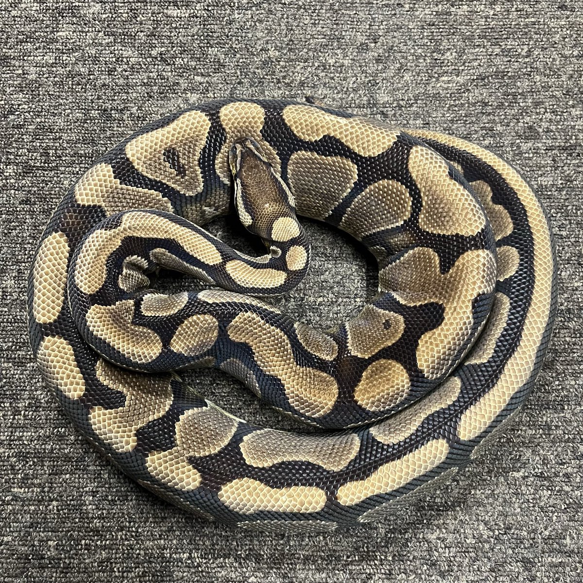 Ballpython_JP tweet picture