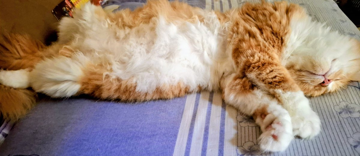 ctrl_z0's tweet photo. I wish I could hug him one last time ..
ربنا يجمعنا ف الجنة يا روحي https://t.co/hLLMeXRhhQ