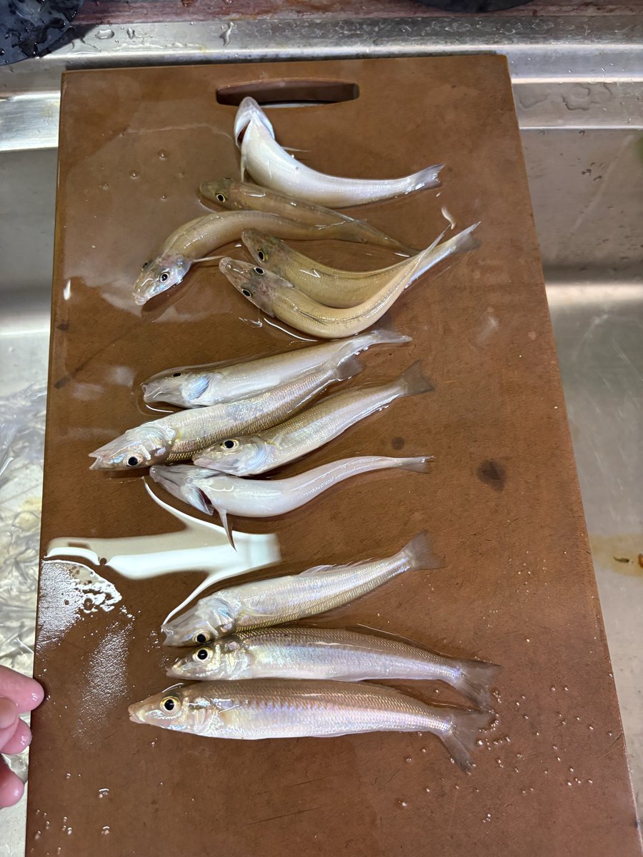 Anne47470088's tweet photo. 初心者にしてはなかなかの釣果でなかろうか https://t.co/OI9RxZz8mT