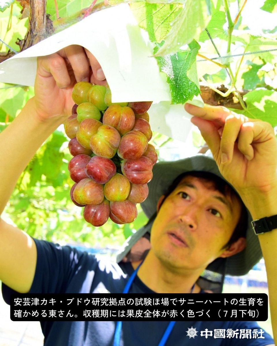 chugokunp_u35's tweet photo. 大人気のシャインマスカット
実は「広島生まれ」って知ってましたか？🍇
次世代品種「サニーハート」も誕生！

国内のブドウの栽培面積トップを誇る
シャインマスカットは
東広島市安芸津町の研究拠点で誕生しました✨

品種登録から20年
切るとハート形になる
キュートな「二世」も新たに登場

続く⬇️ https://t.co/jmyV04rCK5