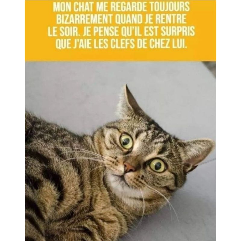 BeguinChat's tweet photo. ππ€£ππ
#chat #chats #chaton #chatons #funnycat #funnycats #felin #gato #gatos #gatto #minet #bouledepoil #kitten #kitty #mdr #lol #marrant #humourchat #humourchats #chatdrole #katze #rigolo #marrant https://t.co/lugY7WhRpL