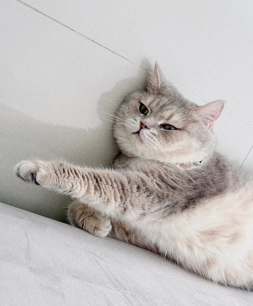 xixiYIM's tweet photo. tutor, how it feels when you have two sulky cats? 😅

#tutoryim #tutorkrp #mynameis_yim https://t.co/1dmyBOiTZl
