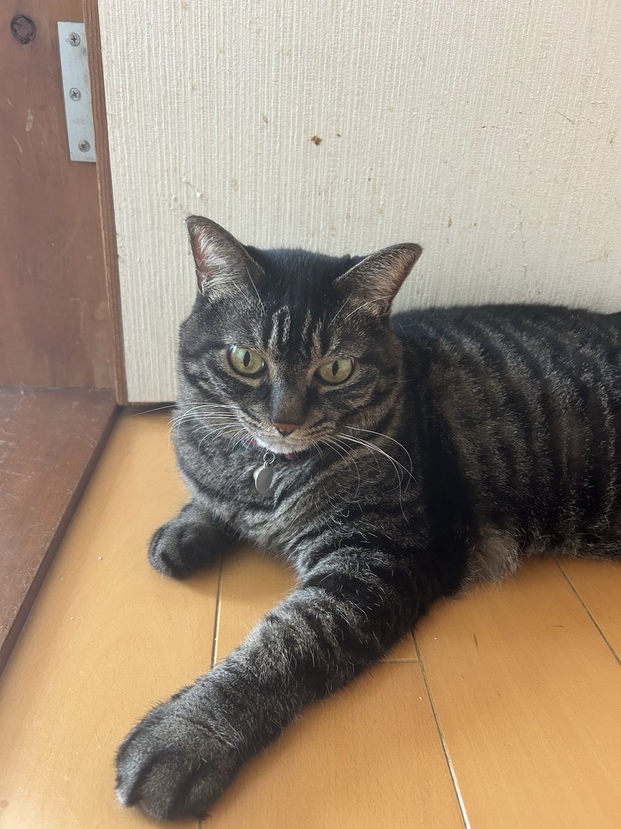 yasuke_3hon's tweet photo. こんにちは🐱 https://t.co/F5ffmorXXW