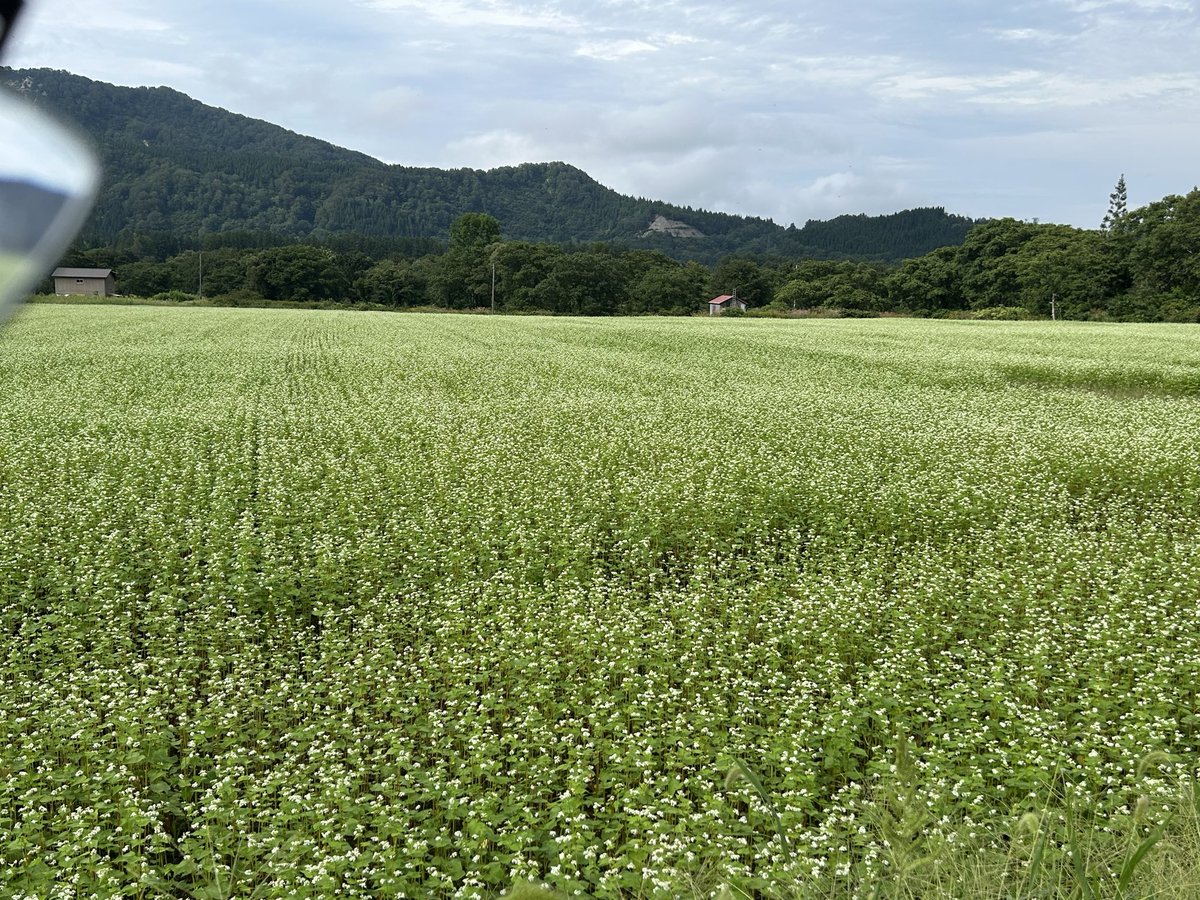 karude_ra's tweet photo. そばの花、ほぼ満開！
肘折温泉かつての穀倉地帯・朝日台の転作そば畑。 https://t.co/NTJMs2lkWL