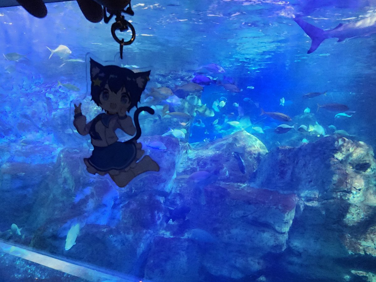 DORADORA98241's tweet photo. うみたまごに来たよ✨
 るいちゃんも楽しそうだぜ！
 #きらきら雨星 https://t.co/C8cX5GfK2P