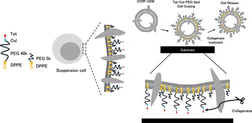 STAM_Journal's tweet photo. #STAM Enzyme-responsive Tat-PEG-lipid conjugates enable precise, reversible adhesion of suspension cells for advanced biomedical uses.
🔗 https://t.co/qHjUC3Iqew #CellEngineering https://t.co/0Mrk0cYcNW