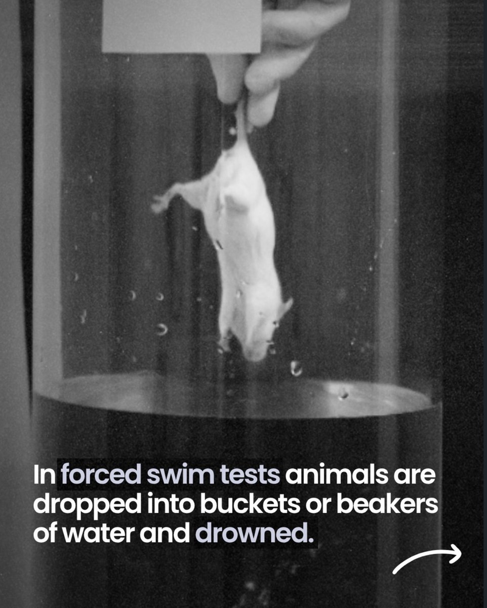 animaljusticeAU's tweet photo. #AusPol #NSWPol #AusPol2026 #Animals #AnimalExperimentation #AnimalRights #AnimalWelfare #NSW #Politics #AnimalJusticeParty #Vote1AJP #NSWElection #StateElection #NSWVotes https://t.co/ZF93H1VSOd