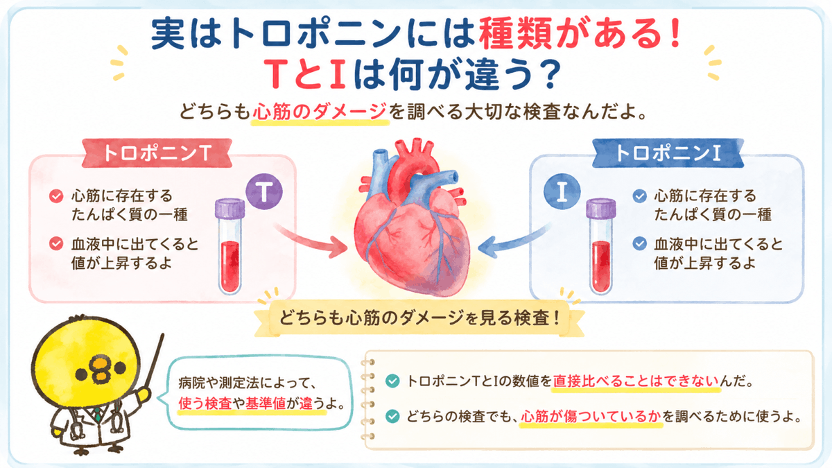 kensa_pisuke's tweet photo. 【トロポニンはTだけじゃない】

心筋の傷害を調べる検査には、主に
・トロポニンT
・トロポニンI
があるんだ。

少し特性に違いはあるけど、
どちらも心筋が傷ついていないかを見る重要な検査だよ。

病院によって使う検査が違うこともあるんだ。

ただTとIでは基準となる数値が違うから、
数字を直接比べることはできないよ。