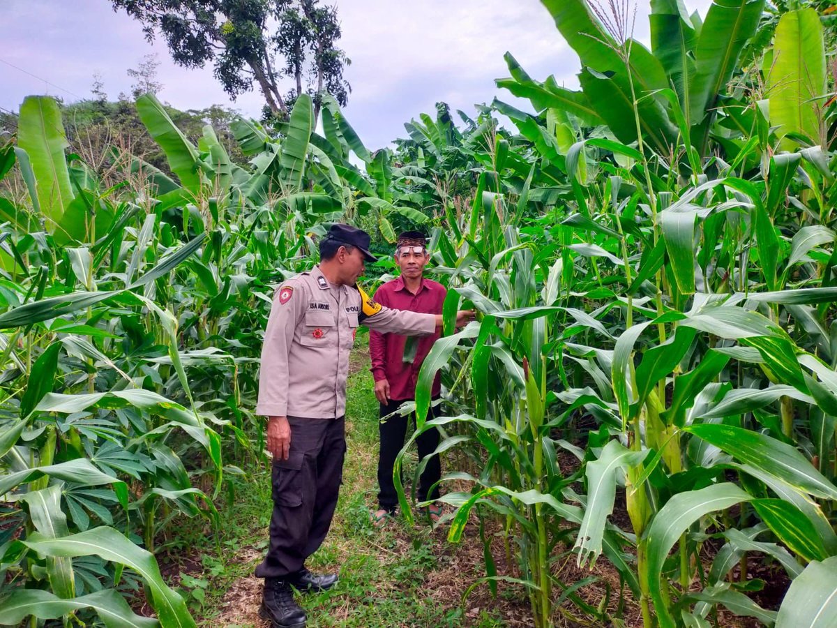 Humas_Pagak's tweet photo. Menindaklanjuti petunjuk dan arahan Karo SDM Polda Jatim Kombes Pol. Heru Budi Prasetyo, S.I.K. selaku Ketua Satgas ketahanan pangan Polda Jatim, Kapolres Malang Polda Jatim AKBP Rulian Syauri, S.H., S.I.K., https://t.co/0kvWsbDR6g. memerintahkan anggota untuk tanam lahan jagung https://t.co/YDqcpNdoME