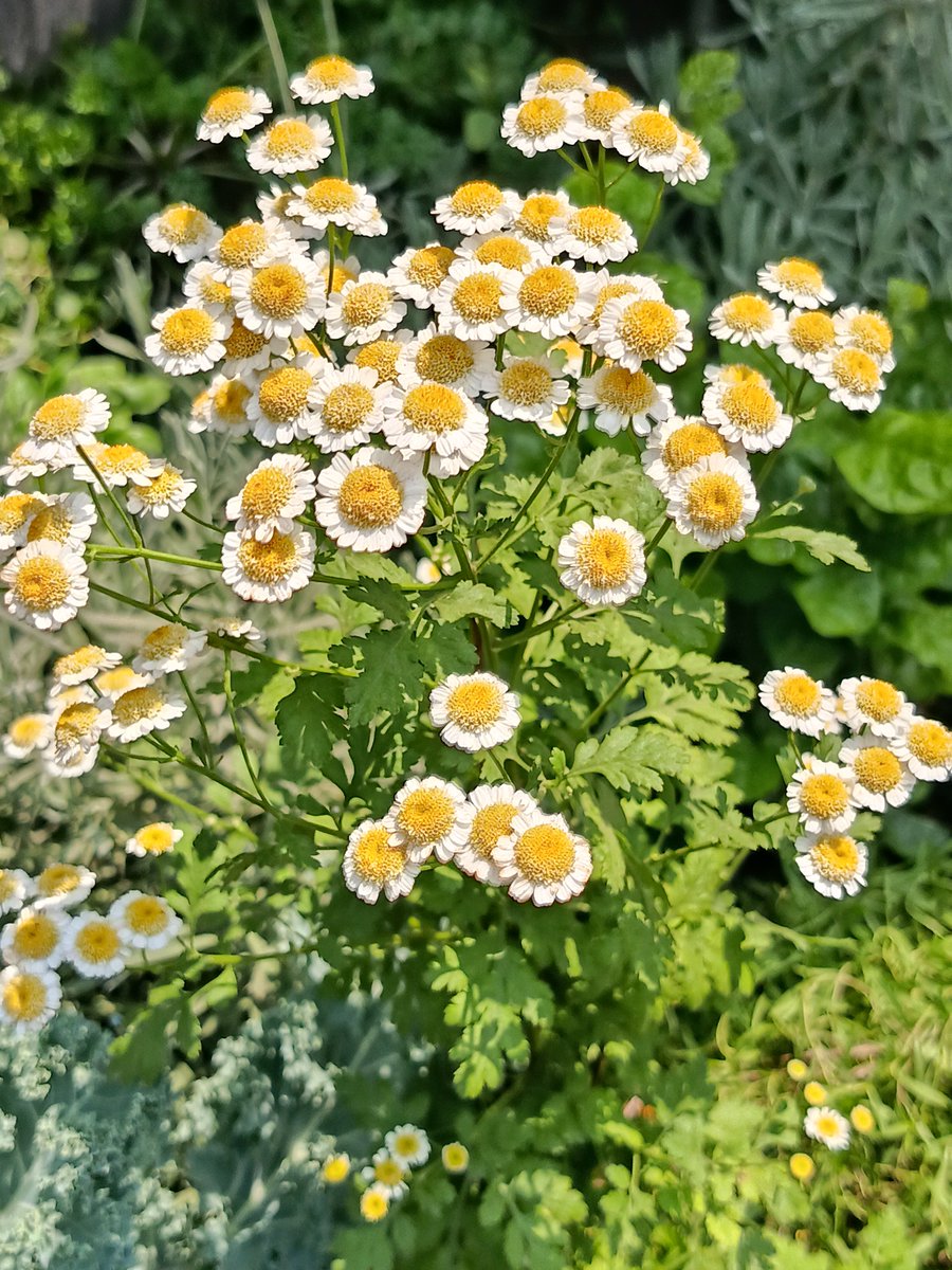rince_life's tweet photo. Today’s Challenge: FLOWER FRAME 

Some flowers make you pause.
Some moments make you reach for your camera.
What’s your favourite flower shot?

Quote it or Share it.
Drop your flower shot below. https://t.co/Tm5oBw91hL