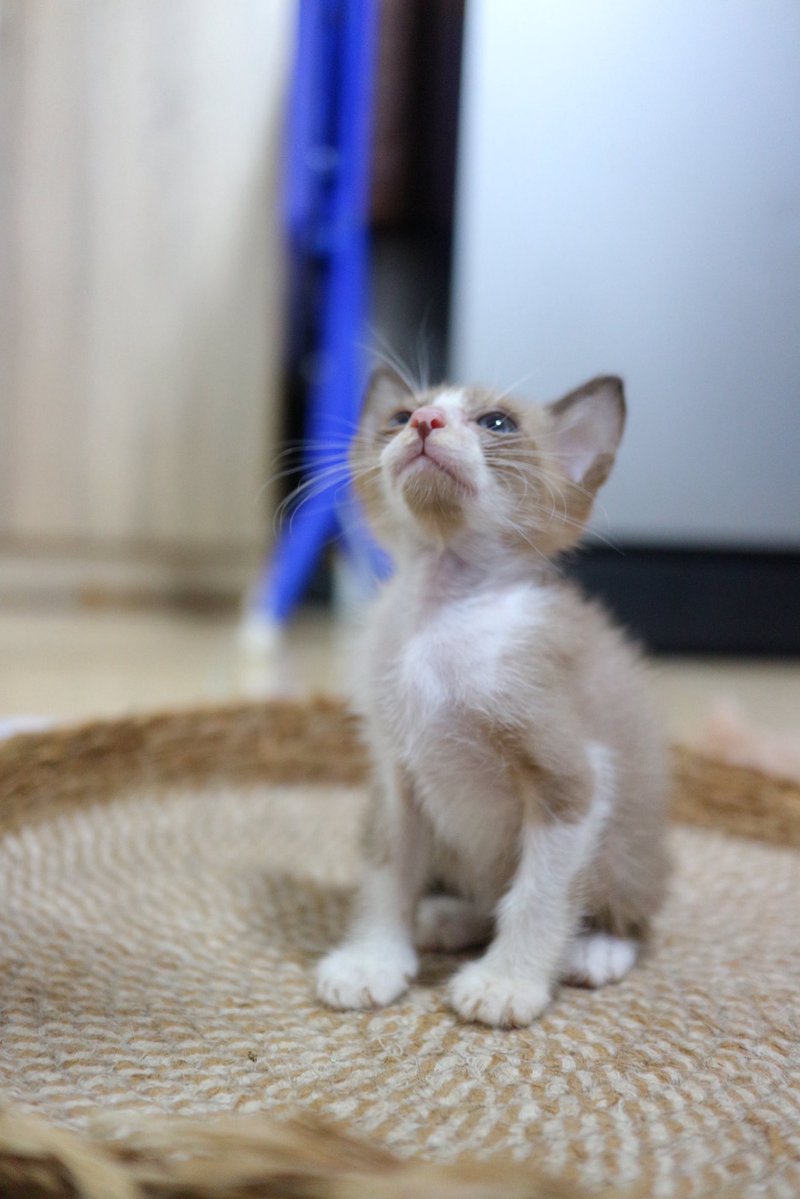 catperson020723's tweet photo. สองสี อยากมีบ้าน🏡

เพศผู้ อายุ 1.5 เดือน (เกิด 15/07 พร้อมย้ายบ้าน 15/09) เข้ากระบะทรายได้

นิสัย : ขี้เล่น ร่าเริง ติดคน ชอบเดินตาม

สนใจรับเลี้ยงติดต่อ : FB แมวหาบ้าน ขี้ข้าหานาย

ข้อมูลเพิ่มเติม : https://t.co/9cPM7rs6Ox

#ทาสแมว #แมวจรหาบ้าน #หาบ้านให้แมวจร #แมว #ลูกแมว https://t.co/o3rPdl103j