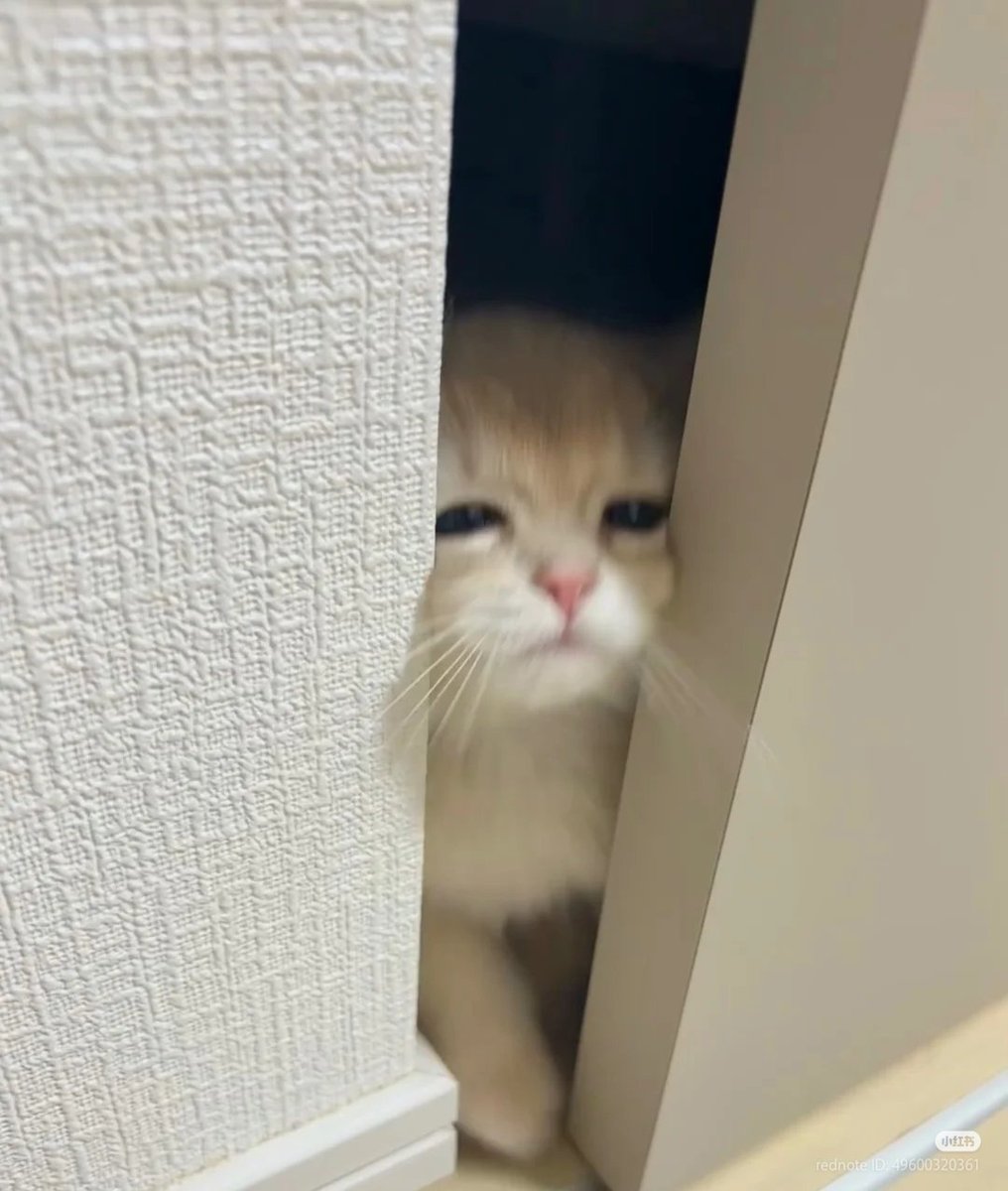 TESLA2ykz's tweet photo. Launch CatPlease @RadioSharing https://t.co/8BkP5ceRiB
