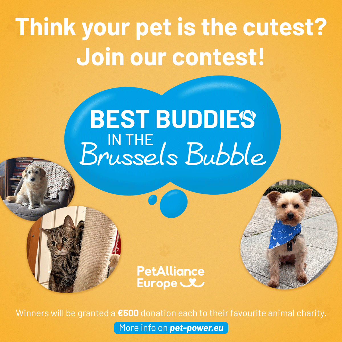 animalhealthEU's tweet photo. 👉Last chance to enter the cutest contest in the Brussels Bubble!

Your camera roll is full of adorable summer pet photos anyway... Why not put them to good use and show us your summer sidekick 😎☀️

🔗 https://t.co/MxEji3RGJV https://t.co/Eofe4RNxZi