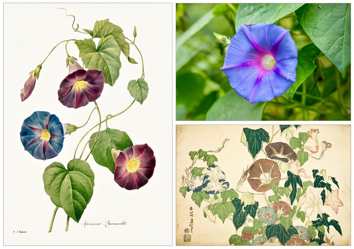 VenetiaJane's tweet photo. The morning glory, Ipomoea tricolor, is the second birth flower of September. In old England it was known as “life of man” for its flowers are in bud in the morning, open by noon and wither by evening. In the Victorian language of flowers it is an emblem of affection. #folklore https://t.co/hx9dF667x6